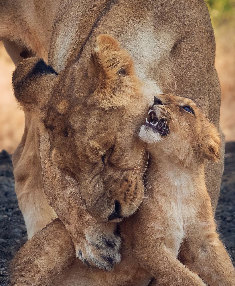 Mother's Love !!