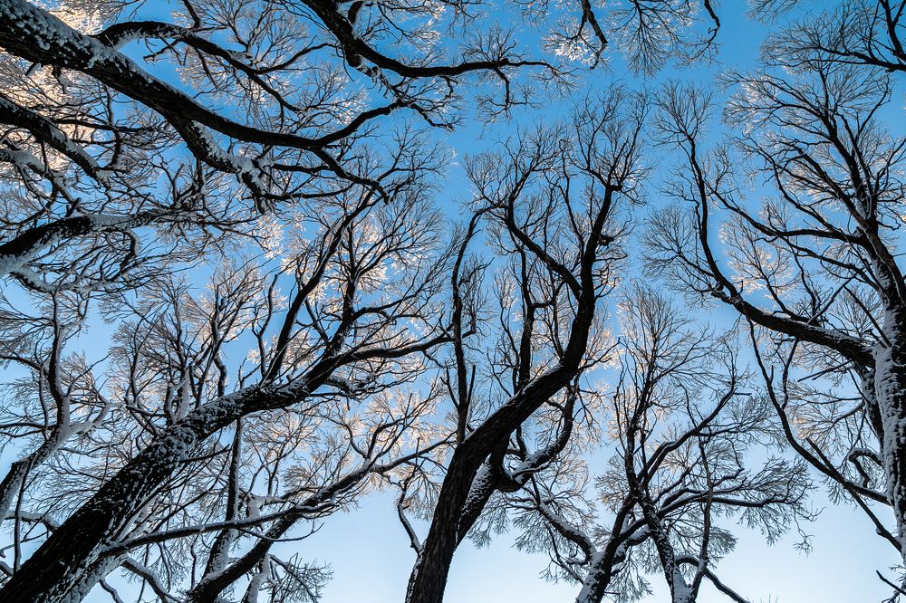 Застенчивость кроны