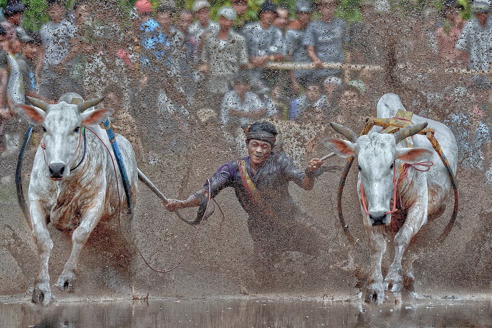 Bullrace Of Indonesia.