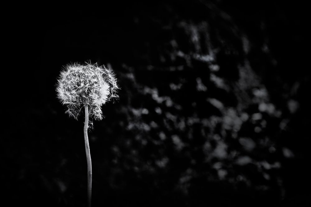 Dandelion