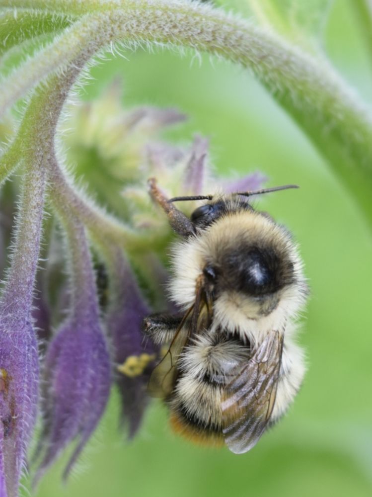 Мохнатый шмель