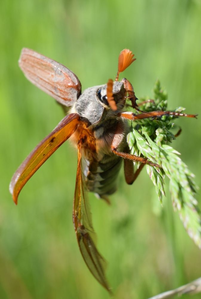 Майский жук