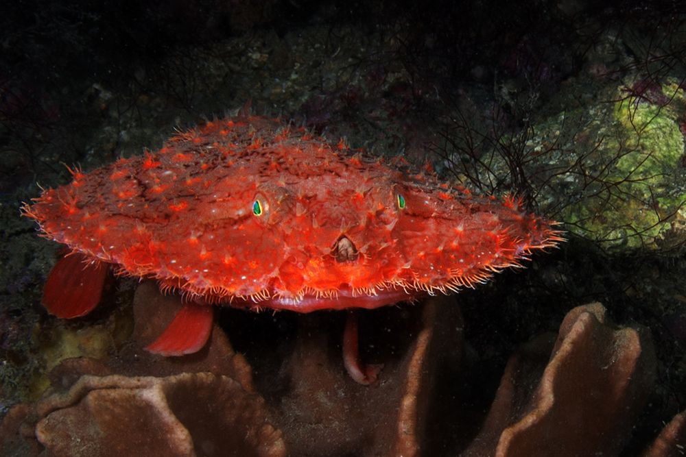 Photograph by Bingo Hiroko