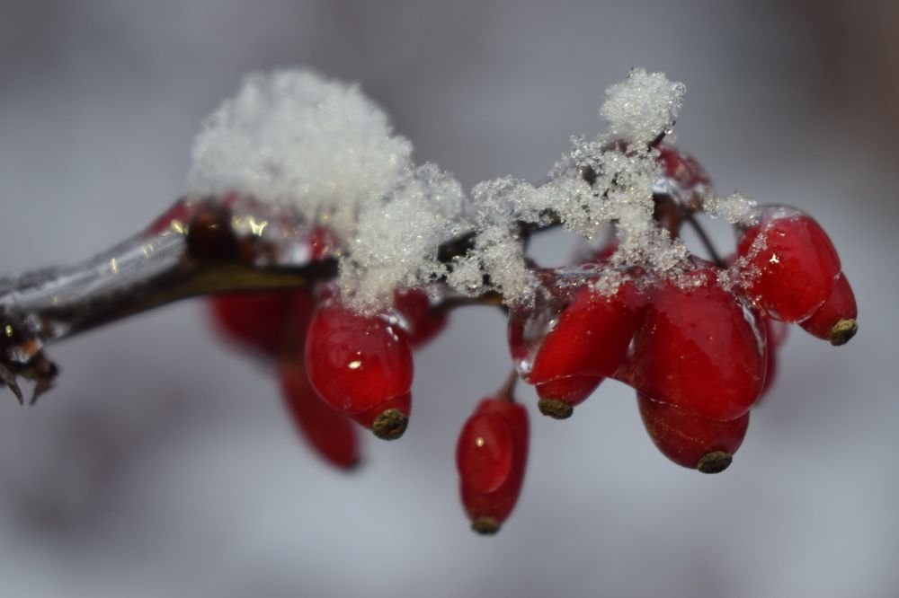 Ледяной плен