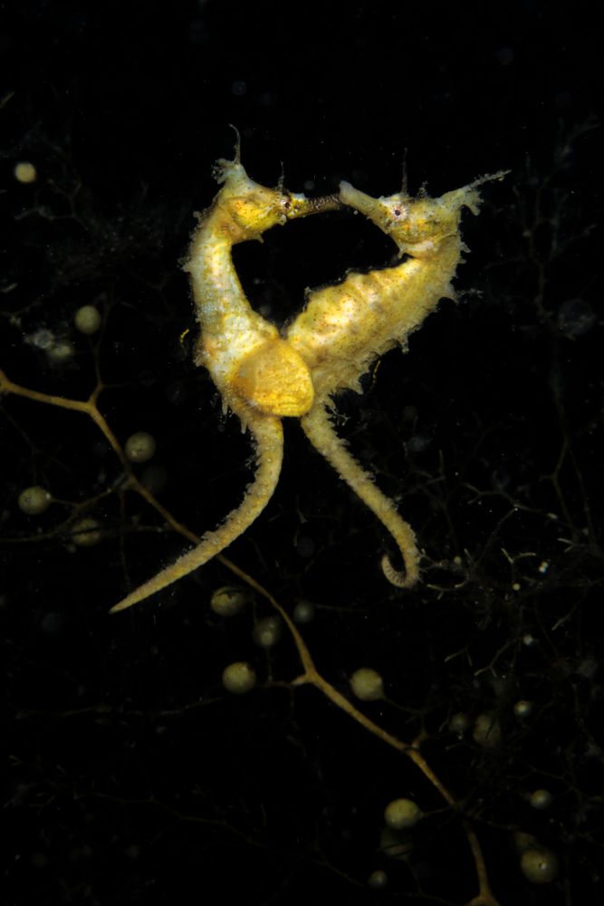 Photograph by Bingo Hiroko