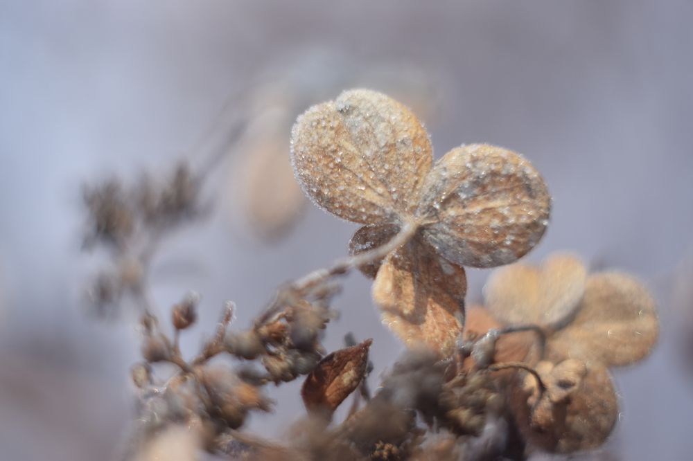 Снежные цветы