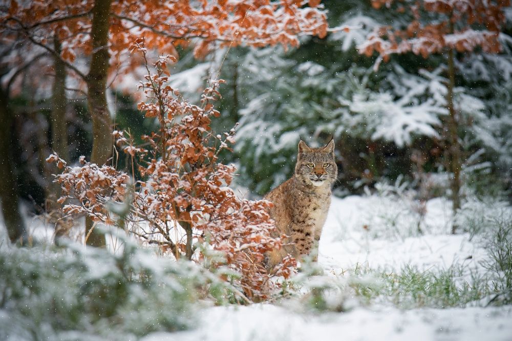 In the winter forest