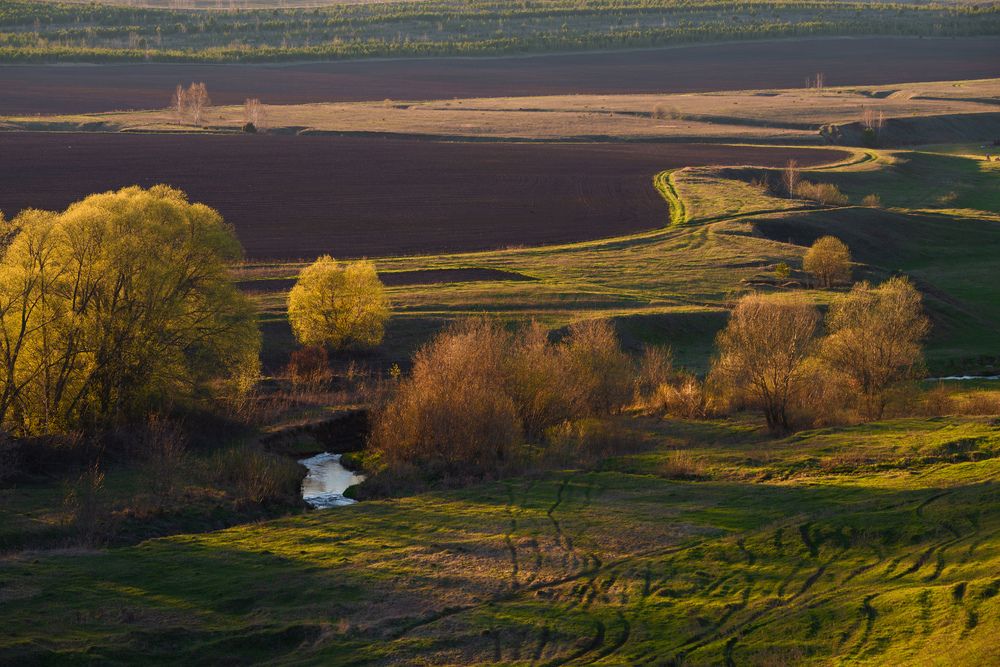 Линии полей