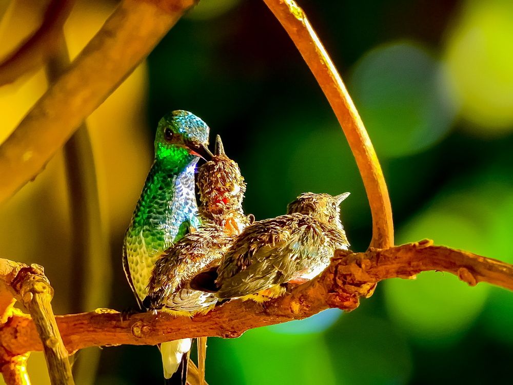 Photograph by Nicolas Acevedo M