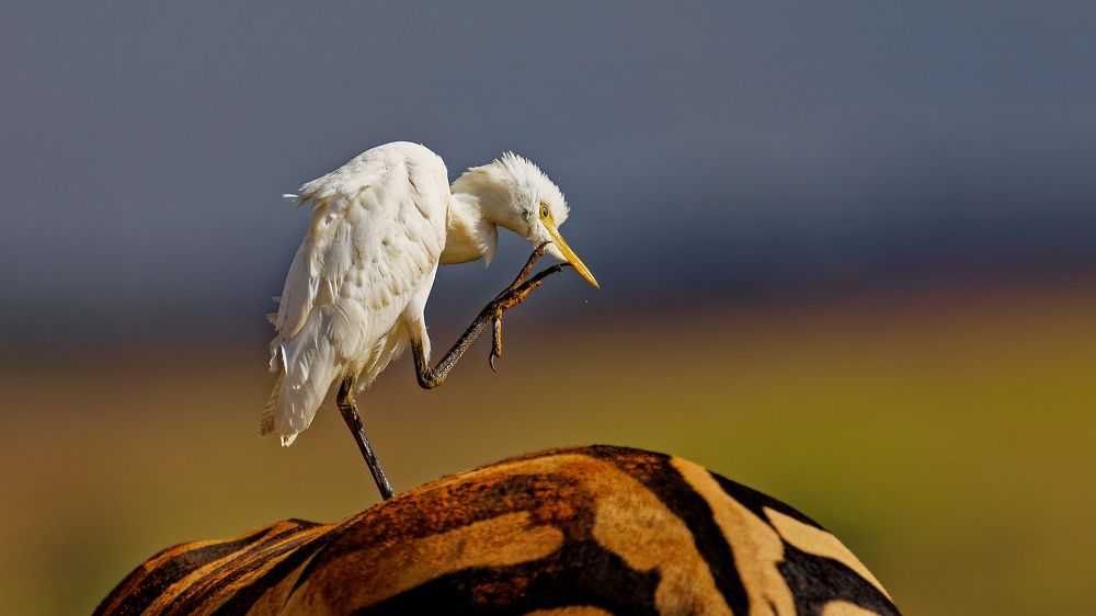 Photograph by Roelof Groesbeek