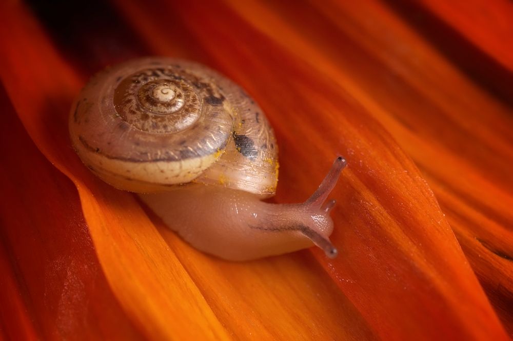 Snail in orange