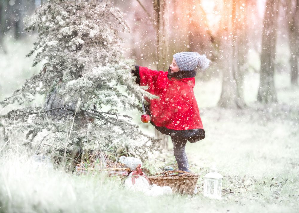 Christmas tree in the woods