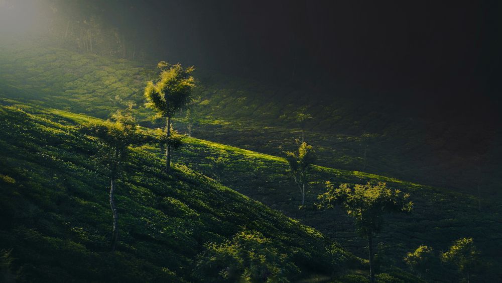 Photograph by Mainak Saha