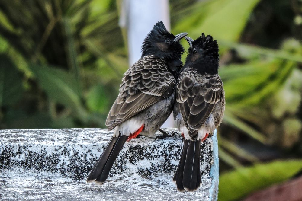 Photograph by Rajarshi Ghosh