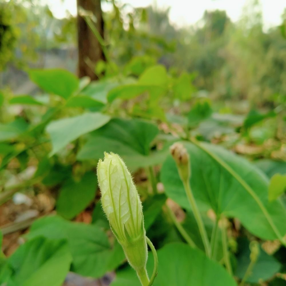 Bean flowers
