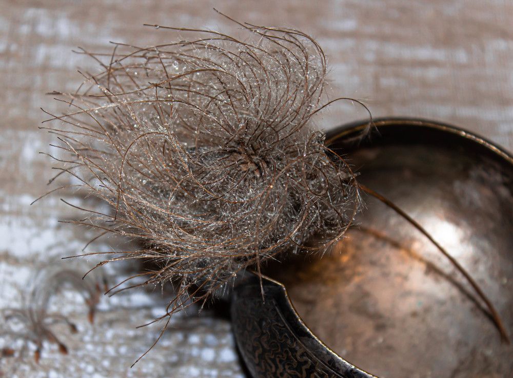 Семена княжика