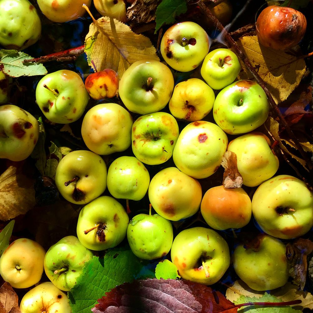 Моченые в гонгом ручье дикие яблоки