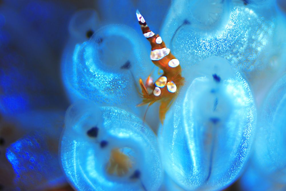 Photograph by Bingo Hiroko