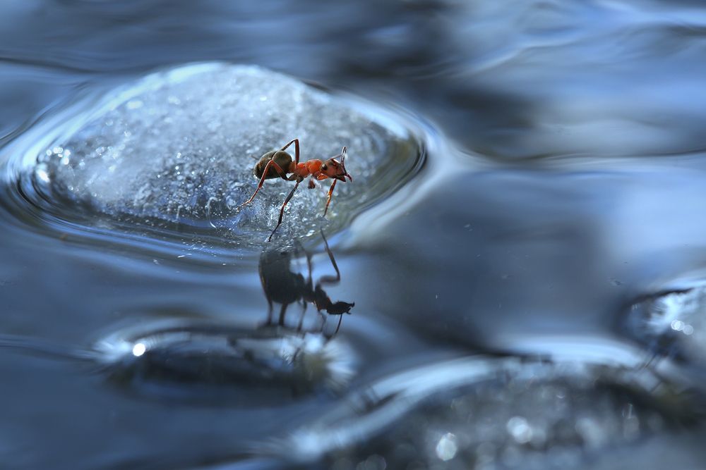 Photograph by Sokolova Tatiana