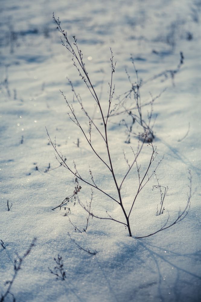 Фотография автора Юлия Капустинская