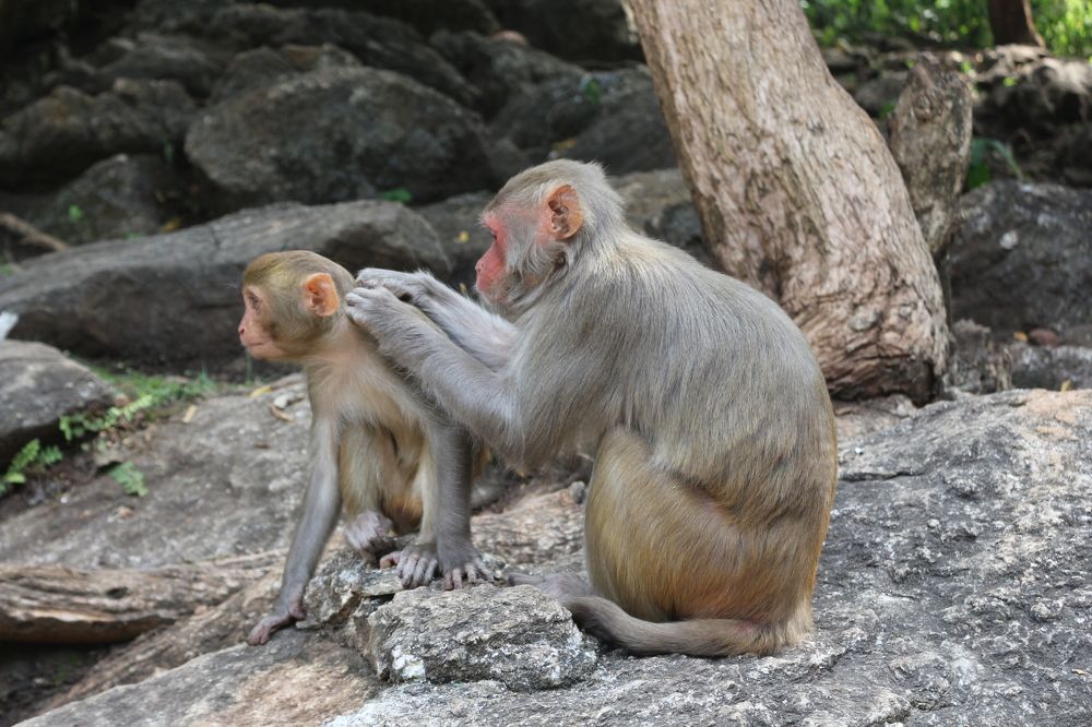 ID: Mother's Delegation