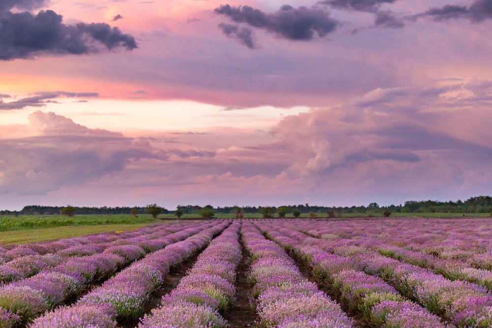 Lavender field.