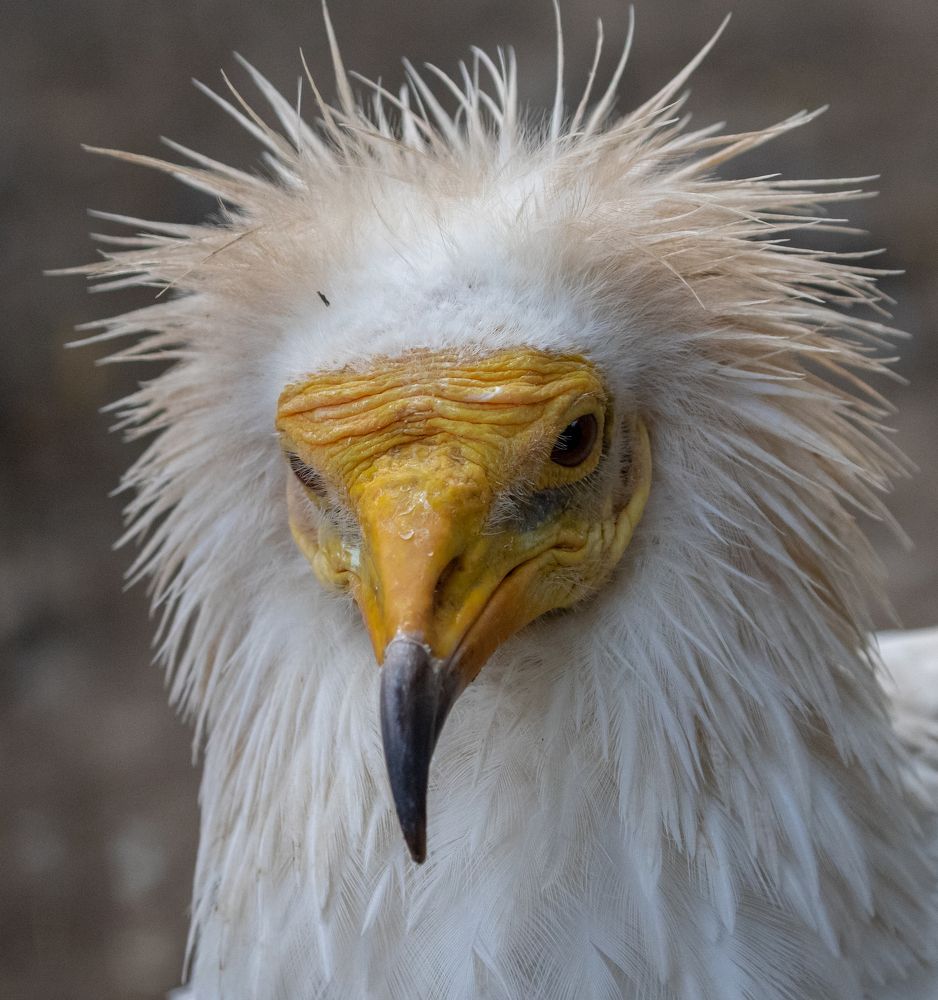 Egyptian Vulture