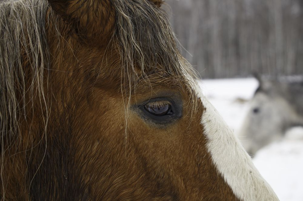 Фотография автора Елена Кошкина