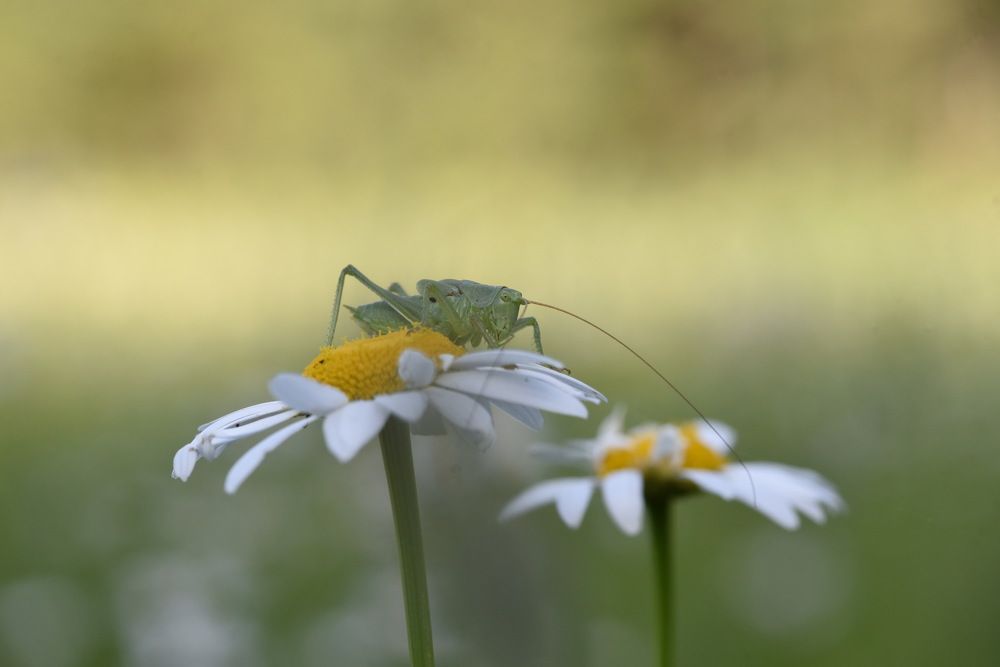 Photograph by Людмила Воропаева