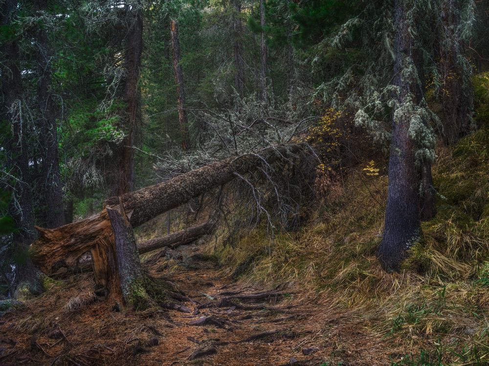 Дремучими тропами