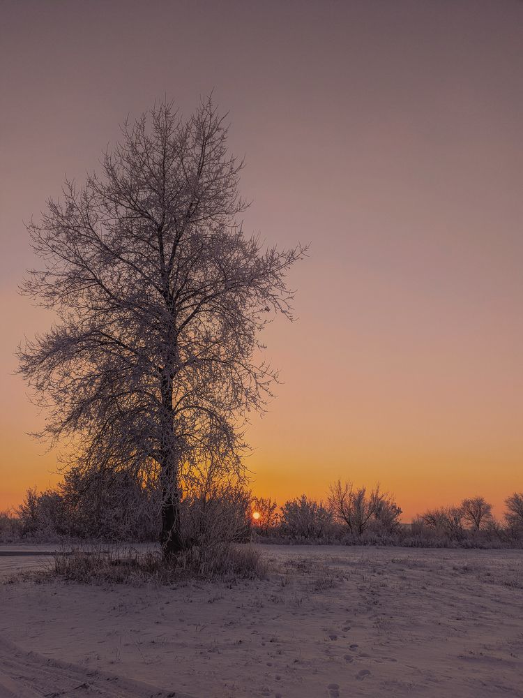 Одинокое дерево на закате. Lonely tree at sunset.
