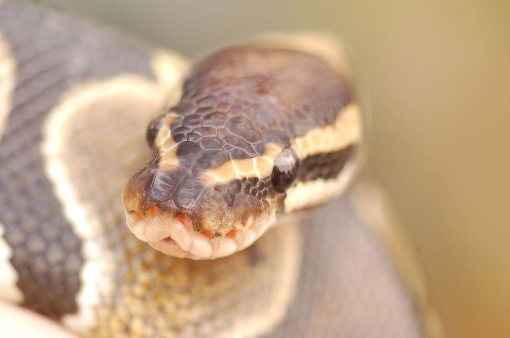 Фотография автора Ася Бабушкина