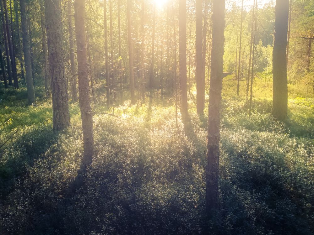 Фотография автора Светлана Морозова