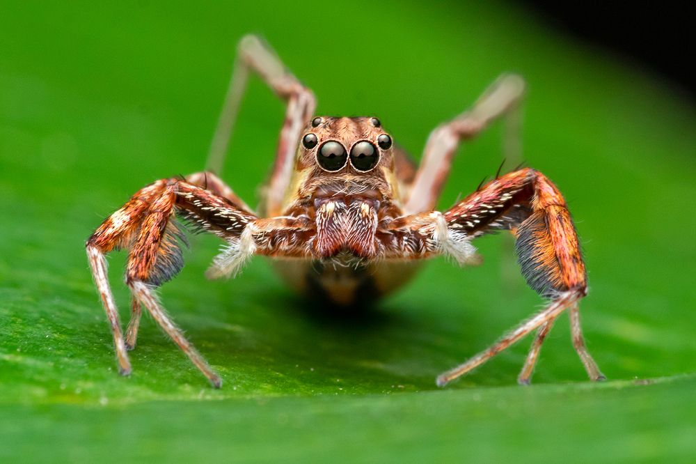 Photograph by Subhankar Bardhan