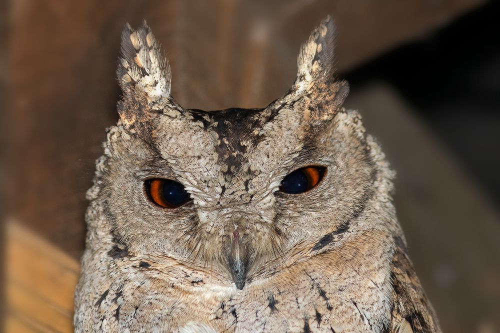 Photograph by Subhankar Bardhan