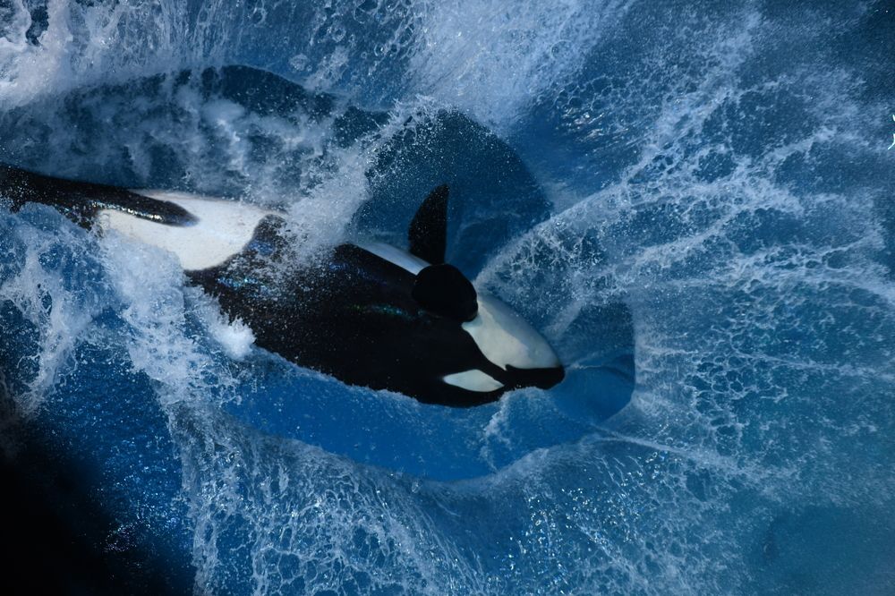 Photograph by Philip Butkin