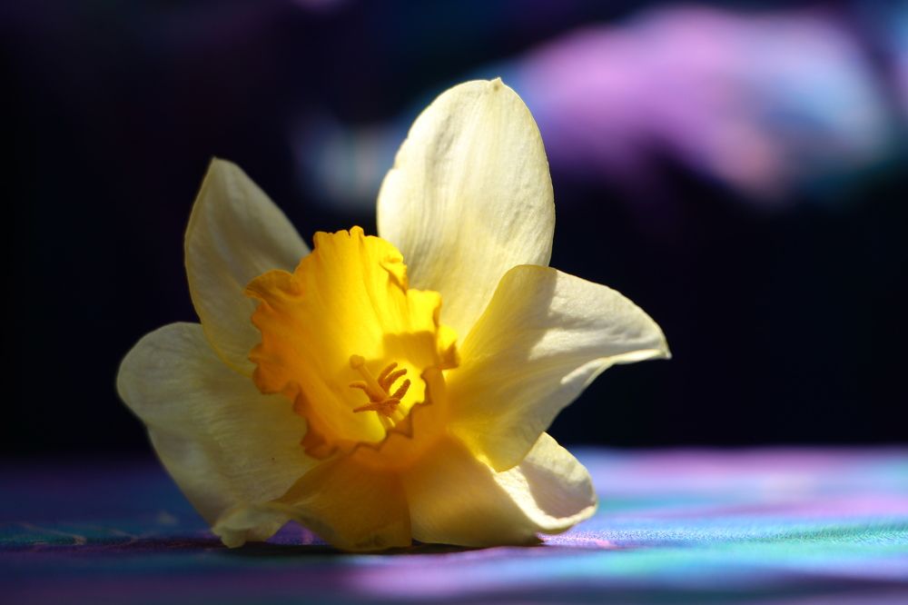 Дитя апреля