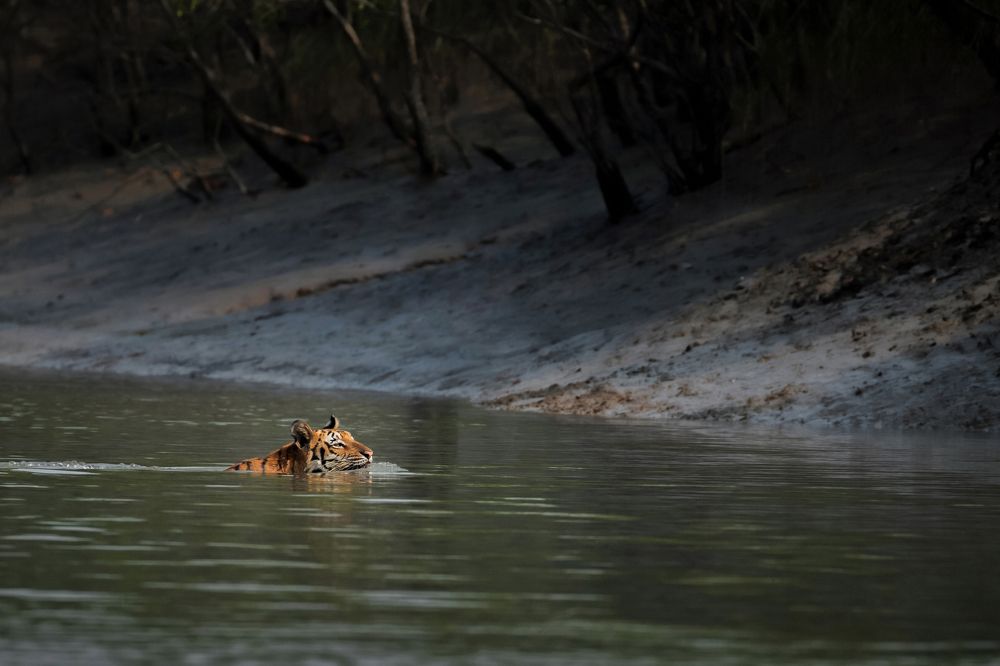THE MYSTERIOUS ENIGMA OF THE MANGROVES