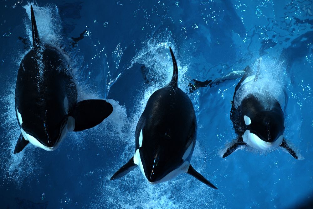 Photograph by Philip Butkin