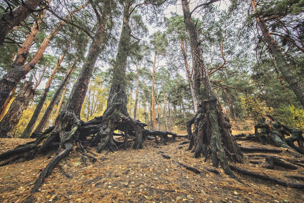 Photograph by Андрей Петрухин