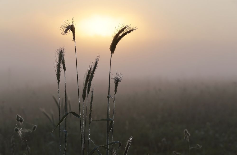 Солнышко белой ночи.