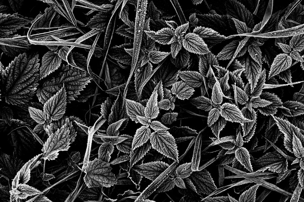 Photograph by Alexey Korolyov