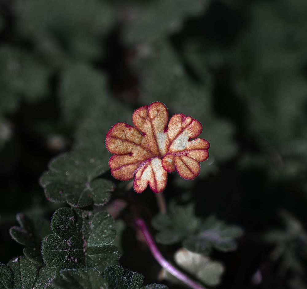 Королева листьев)))