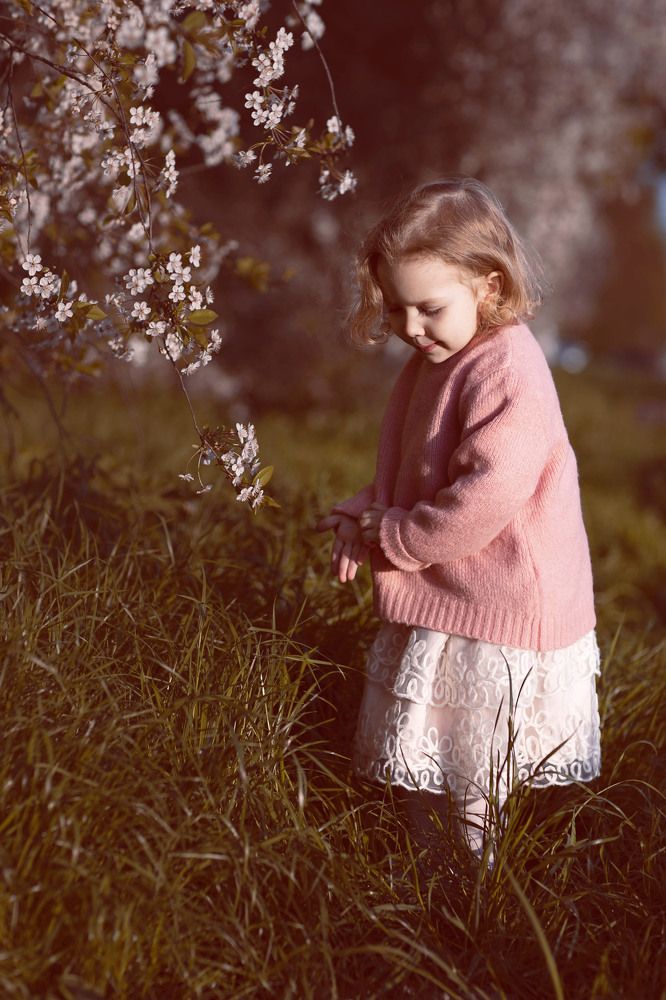 вишня цветет