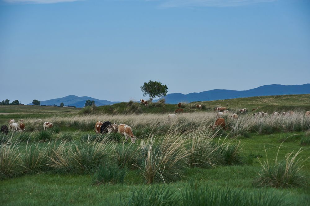 Саванна по Русски