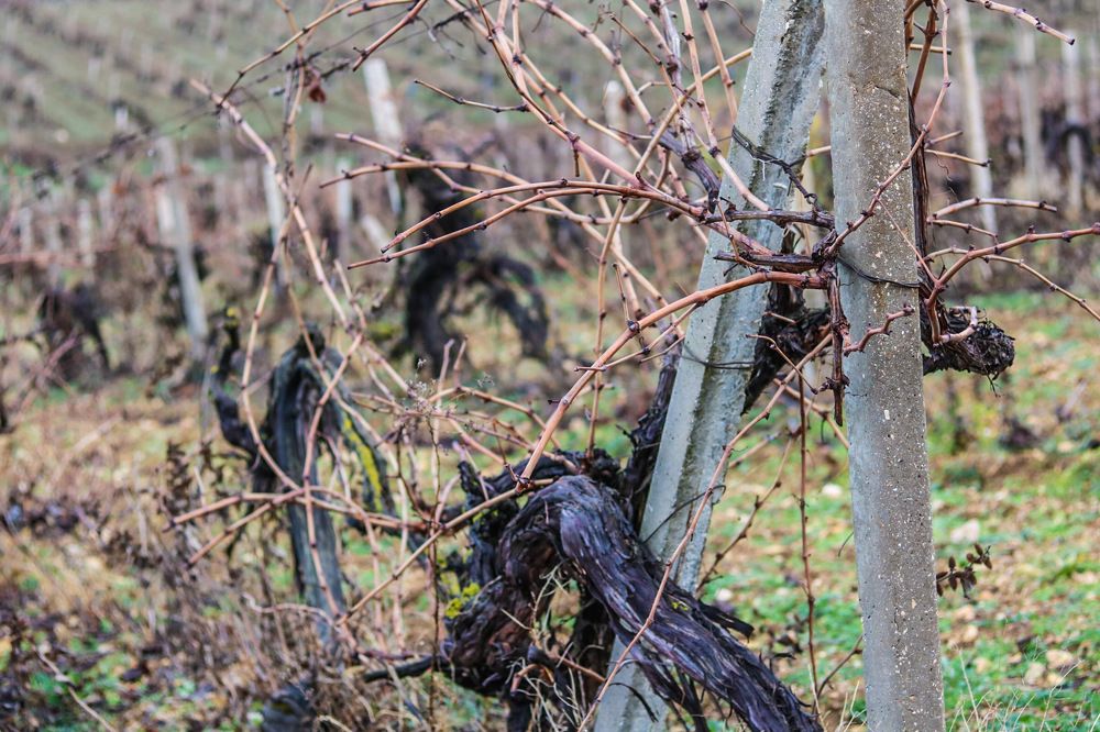 Виноградники Крыма