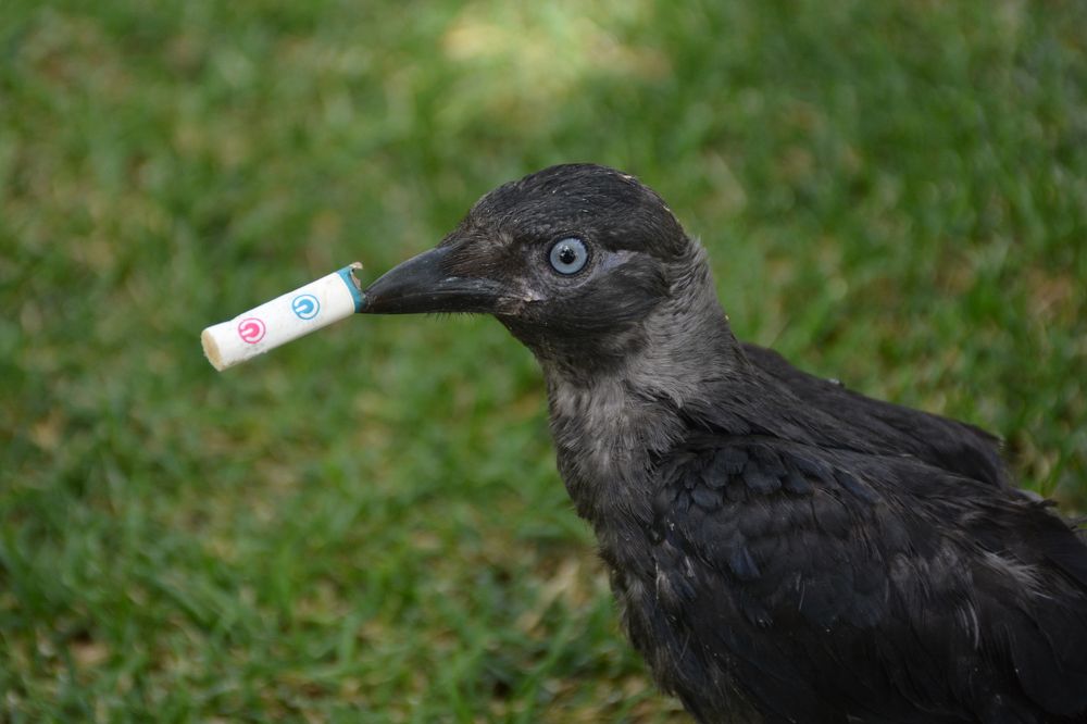 Smoking Crow