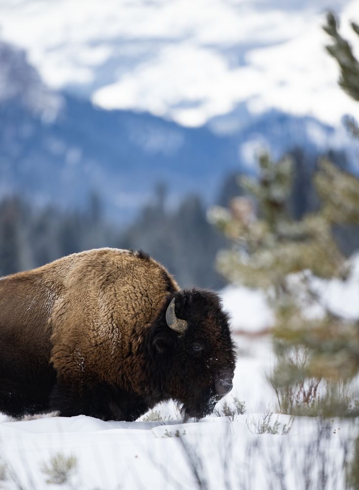 Mountain Bison
