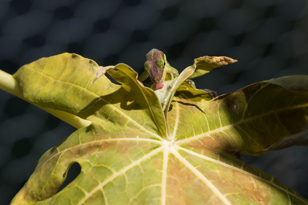 A green lizard quenching its thirst.