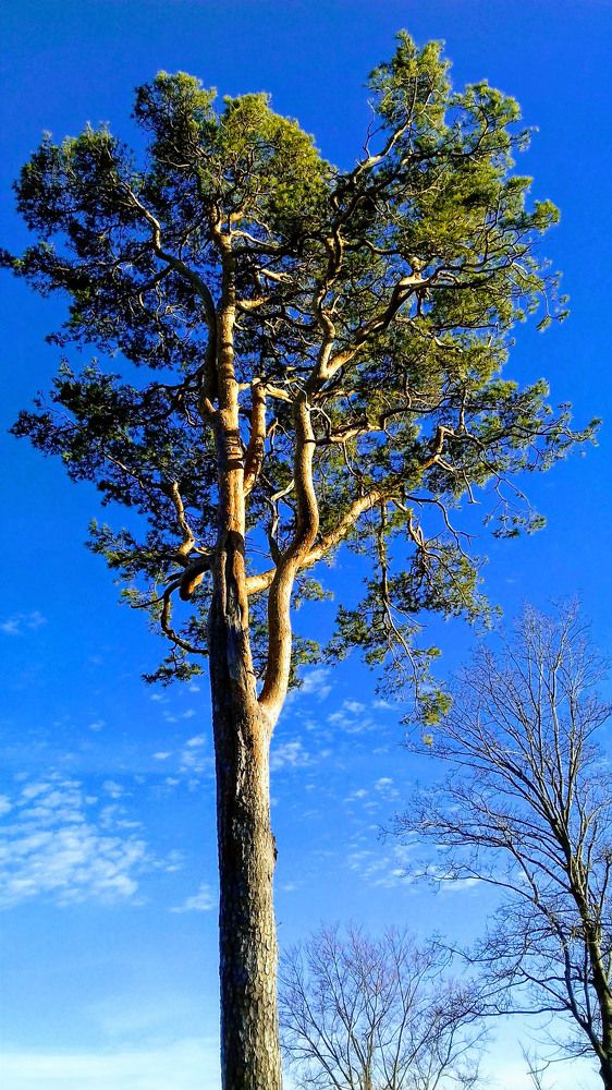 Green in the blue sky